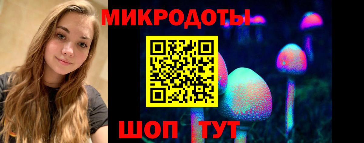Псилоцибиновые грибы Psilocybe Новозыбков